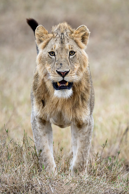 Young Curious Lion