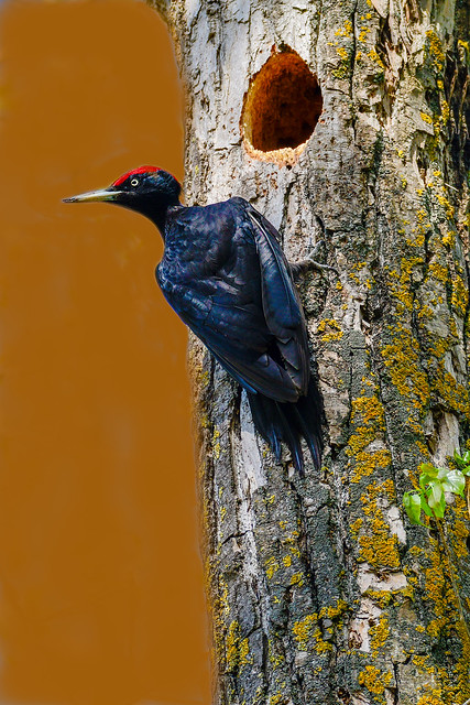 black woodpecker bird
