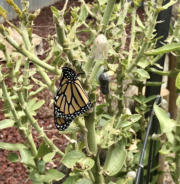 New Monarch Butterfly