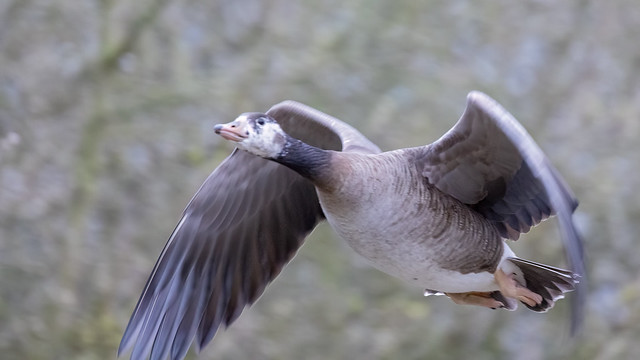 Goose Fly-By