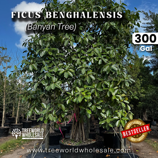 Ficus benghalensis - 300 gal