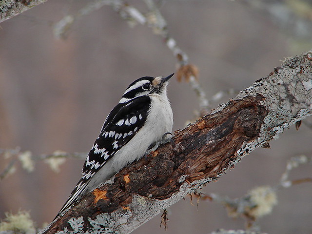 Downy Woodpecker Female