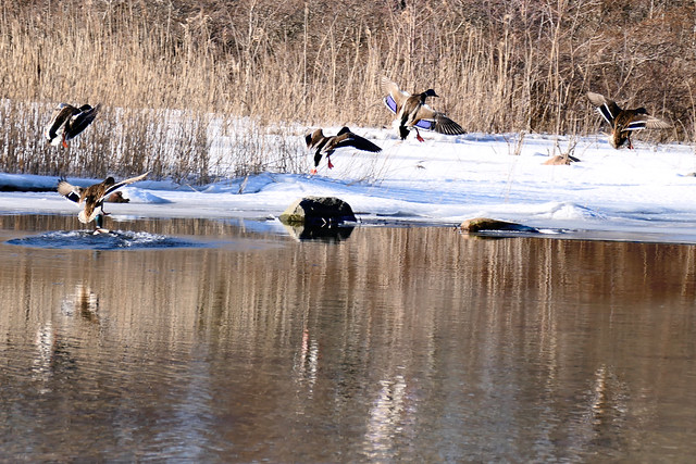 Ducks landing