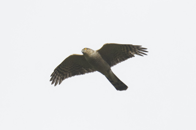 Dundalk Sparrowhawk