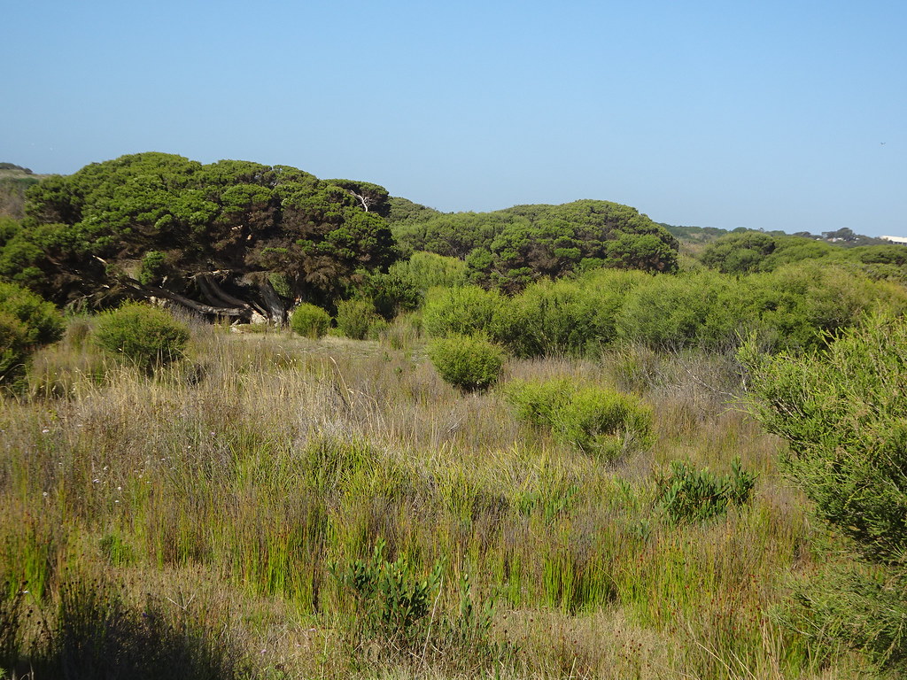 Middleton Fleurieu Peninsula. Coastal vegetation.