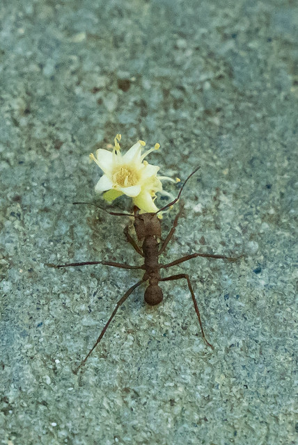 Une fourmi romantique