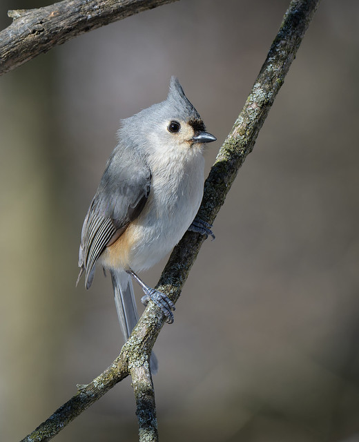 Tufted Titmouse 2-18-24