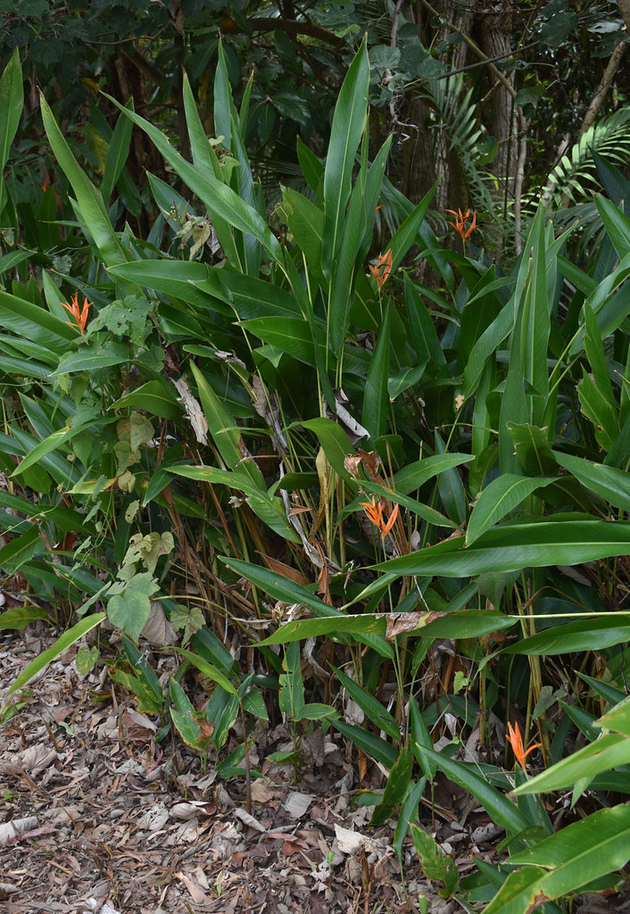Heliconia psittacorum, Yorkeys Knob, Cairns, QLD, 11/12/23