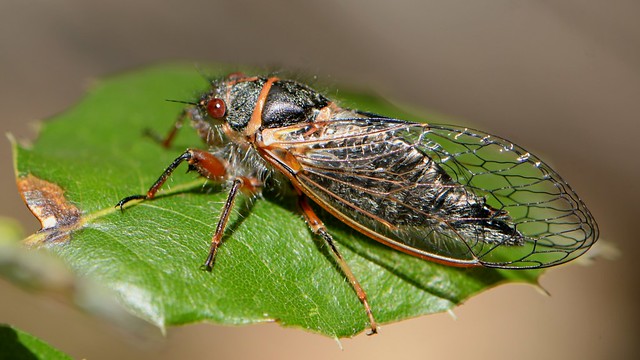 Cicada on an oak leaf