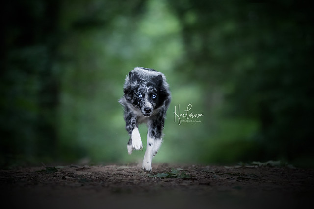 Mini aussie dog in action contact info@hondermooi.be for licensing info