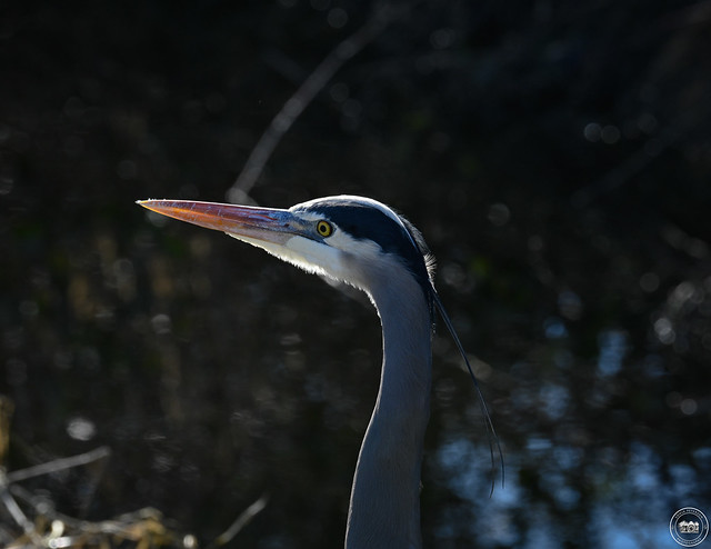 GREAT BLUE HERON - South Delta