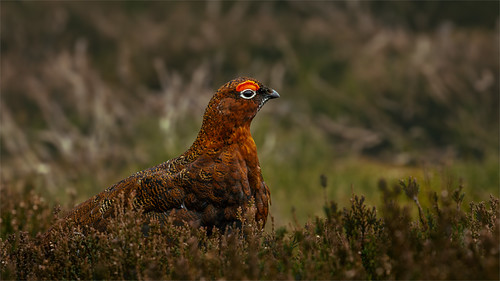 Red Grouse | by Tony Smith Photo's