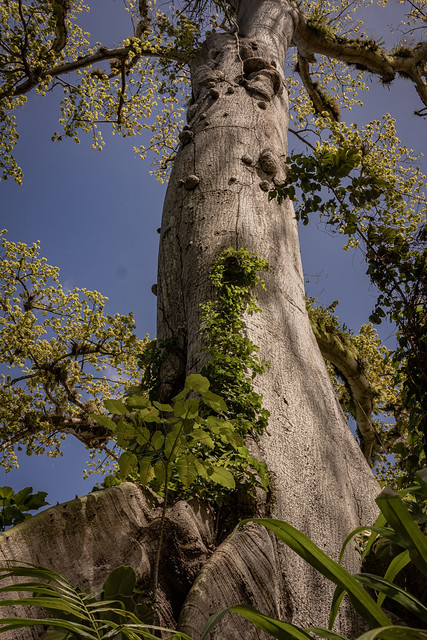 Ceiba Tree, Dominican Republic
