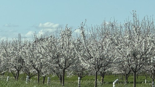 Almonds Are Blooming 
