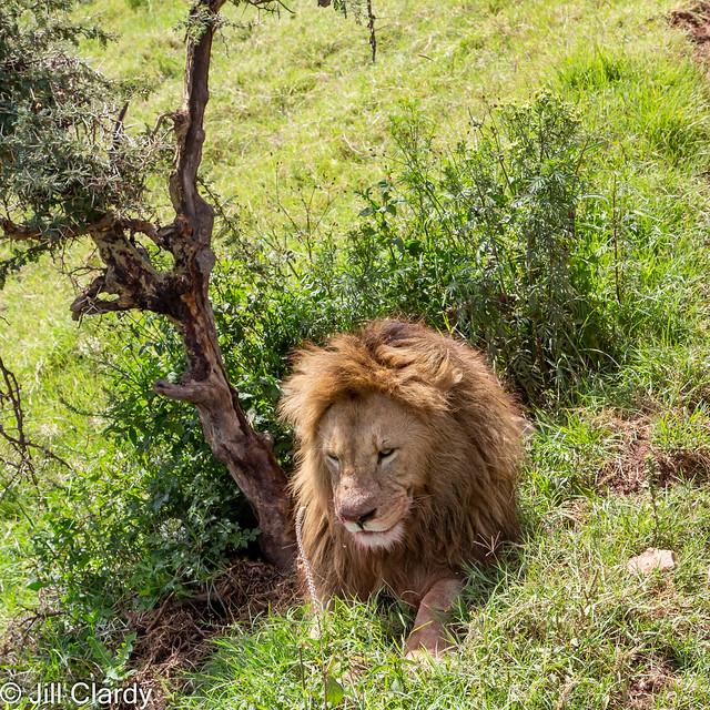 Armchair Traveling - A Lion in Ncogongoro Crater, Tanzania