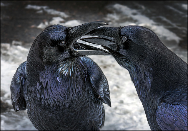 Raven Beak