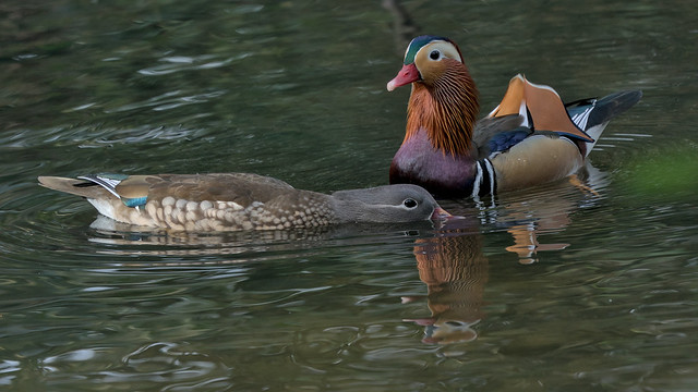 Mandarin Ducks, Kelsey Park, Beckenham