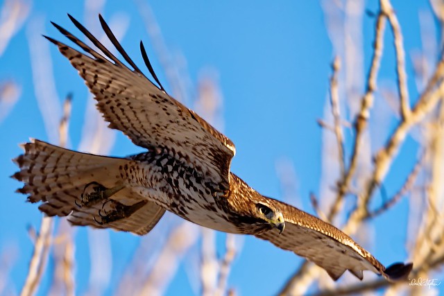 Red-tail Hawk Flies By