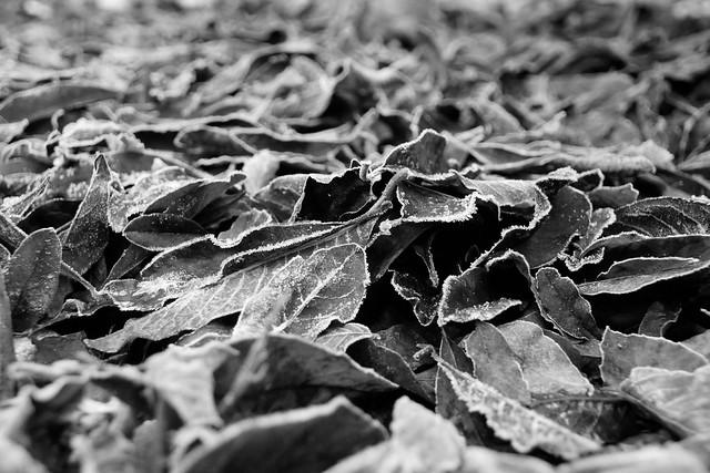 Frozen leaf (In Explore)
