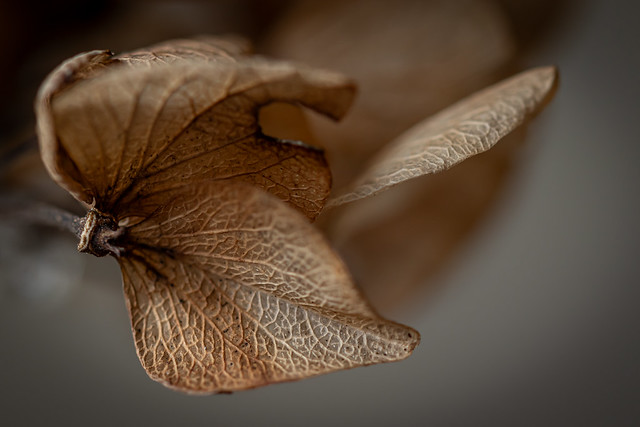 Dry hortensia petals