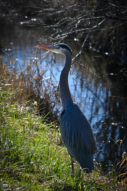 GREAT BLUE HERON - South Delta