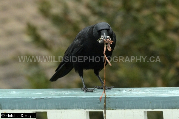 74478 A Northwestern crow (Corvus caurinus) has scavenged the intestines of a dead animal, possibly a road kill rat or squirrel, and brought them to a garden, Vancouver, British Columbia, Canada.
