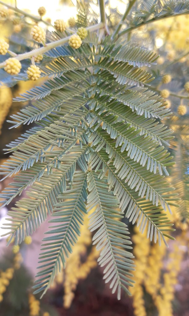 Mimosa d'hiver (Acacia deelbata)