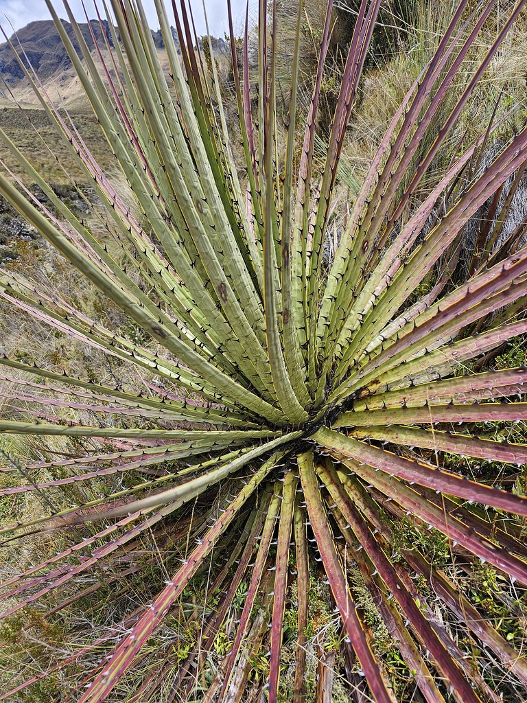 Puya clava-herculis, Caja, Ecuador