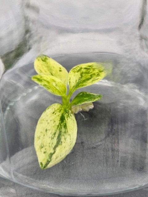 What is Variegation in Tissue Culture Plants?