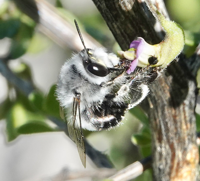 Digger Bee, Anthophora sp., Sabino Canyon Recreation Area