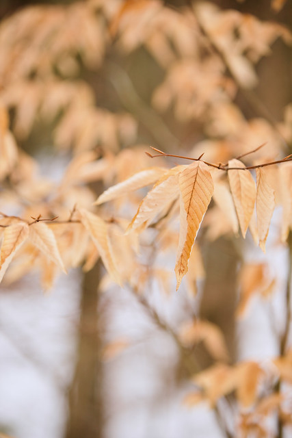 Beech Leaves in Late Winter