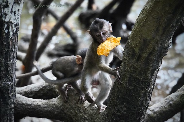 The Long-tailed Macaque in the mangrove forest of Langkawi Malaysia