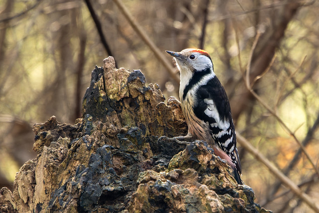 Mittelspecht - middle spotted Woodpecker