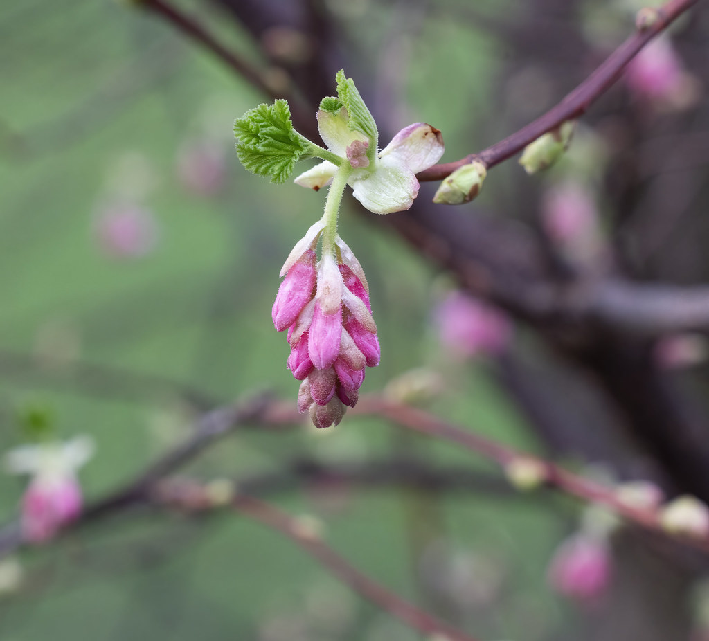 Flowering Currant (Ribes sanguineum)