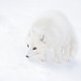 Poolvos / arctic fox / renard polaire