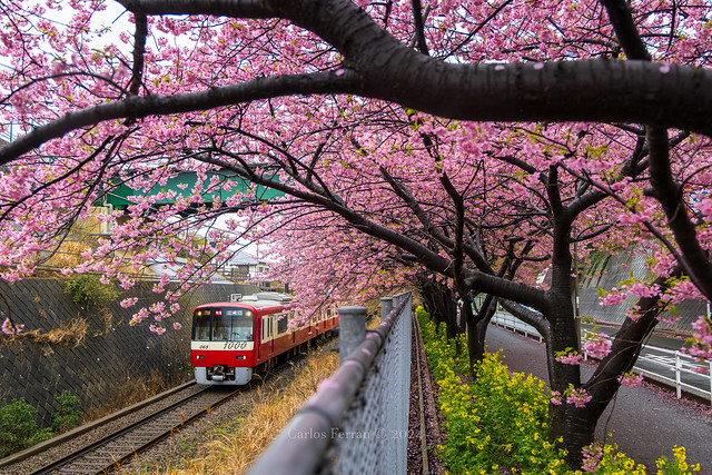 『Pink Petal Season』