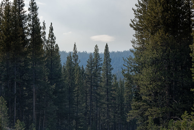 A View of Forest, Near and Far, While on Tioga Road in Yosemite National Park