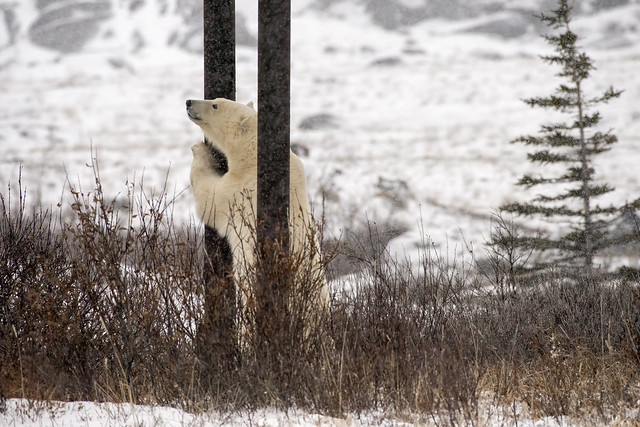 Pole dancing polar bear