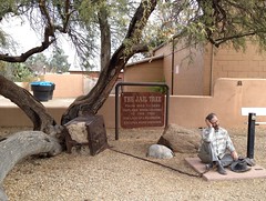 Jail Tree, Wickenberg, Arizona