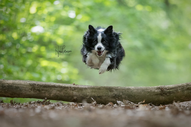 Border collie dog in action contact info@hondermooi.be for licensing info