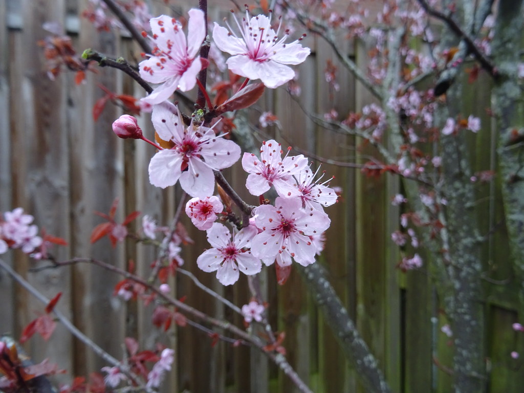 De sierkers bloeit weer mooi. The ornamental cherry is blooming beautifully again. Le cerisier ornemental refleurit à merveille. ​ Die Zierkirsche blüht wieder wunderschön. ​ ​