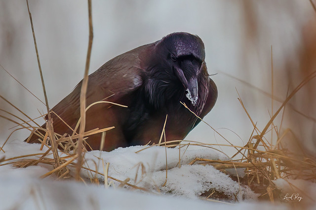 1.18986 Grand Corbeau / Corvus corax principalis / Common Raven