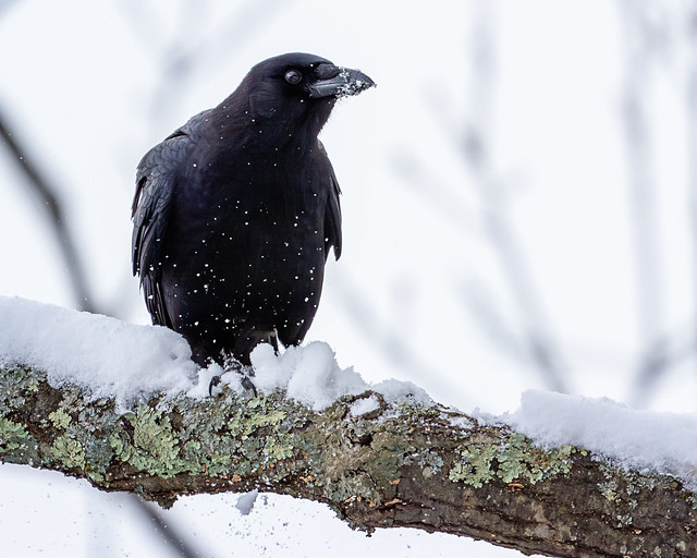 Crow in the snow