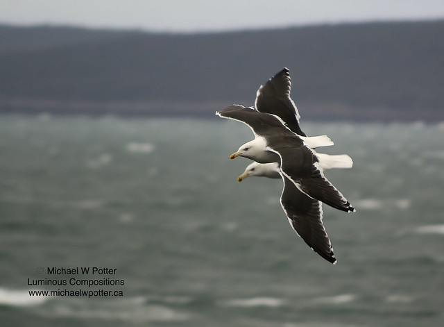 Great Black-backed Gull two in flight