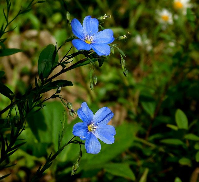 Niebieskie kwiaty.