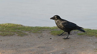 Crow - Early Morning at Black Swan Lake near Dinton Activity Centre - Saturday 24th February 2024