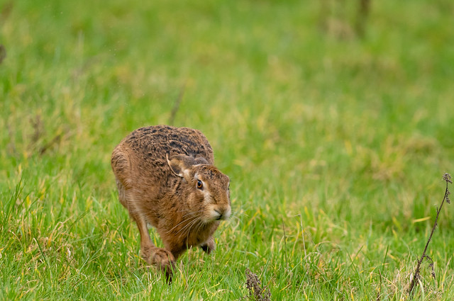And we're off...0-35 mph in a few seconds. Brown Hare, E.Staffs.