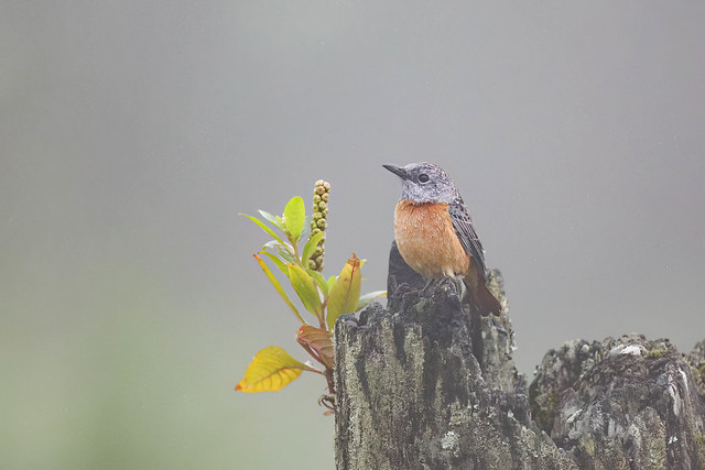 Rock Thrush Miombo