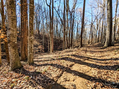 sun shining through winter woods onto a trail