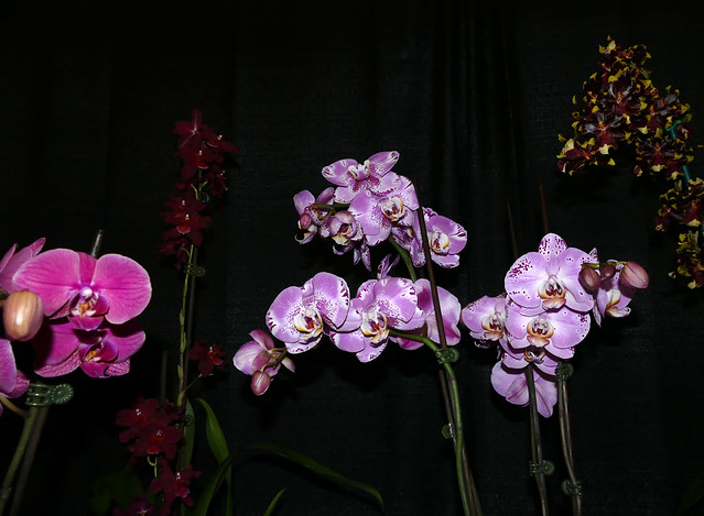 2024 pacific orchid exposition; Phalaenopsis hybrid orchid 2-24